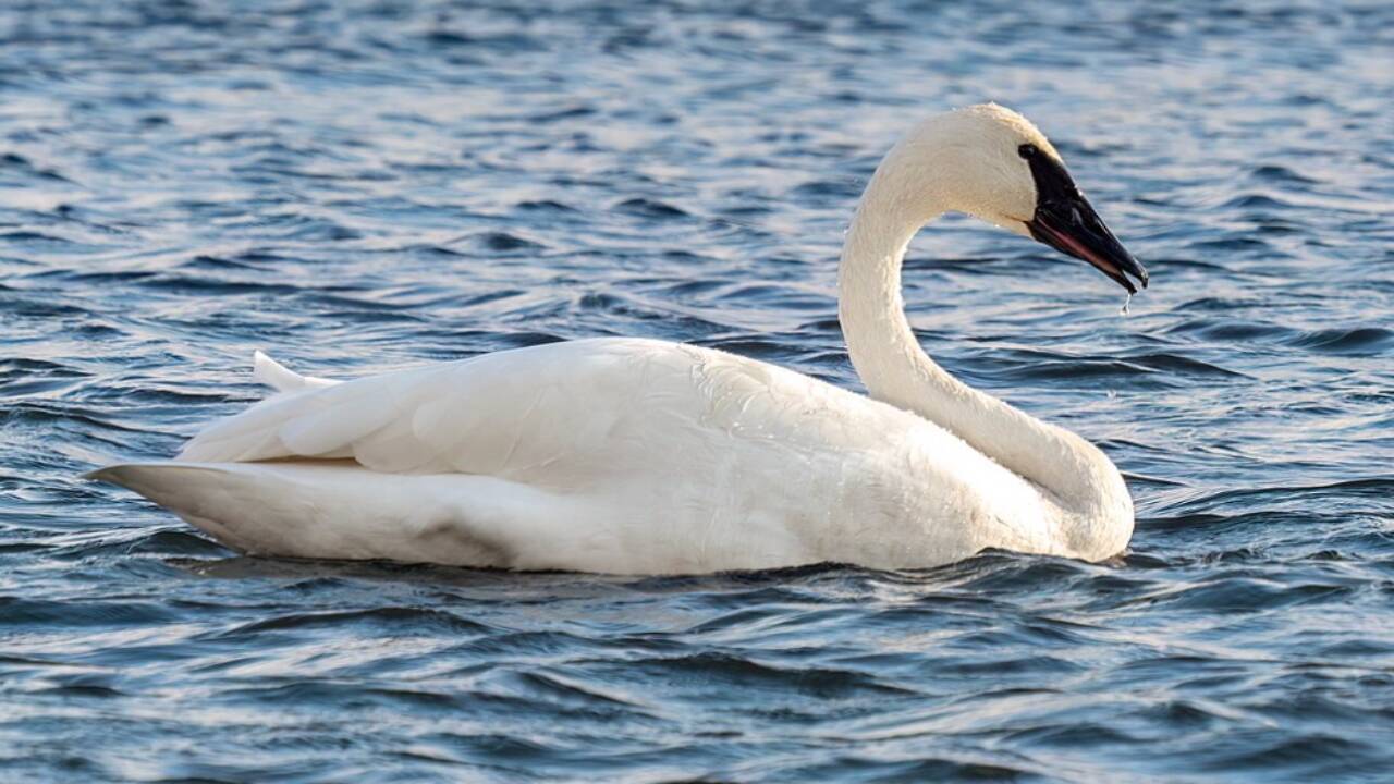 A trumpeter swan (Cygnus buccinator) floats on the water, showing its white plumage, long curved neck and distinctive black bill. Credits - Wikimedia Commons image - 2026-08-26T160551
