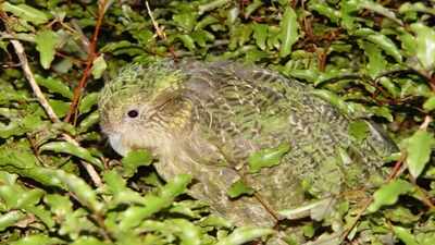 In 2016, a New Zealand ranger became the only human living on a predator-free island; he stayed to guard the last refuge of the world’s heaviest parrot