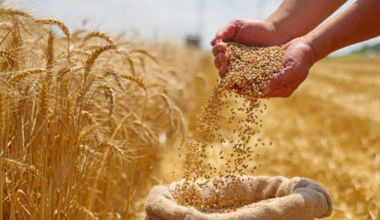 From Grain to Value Chains: Kazakhstan Seeks to Transform Its Agricultural Export Model