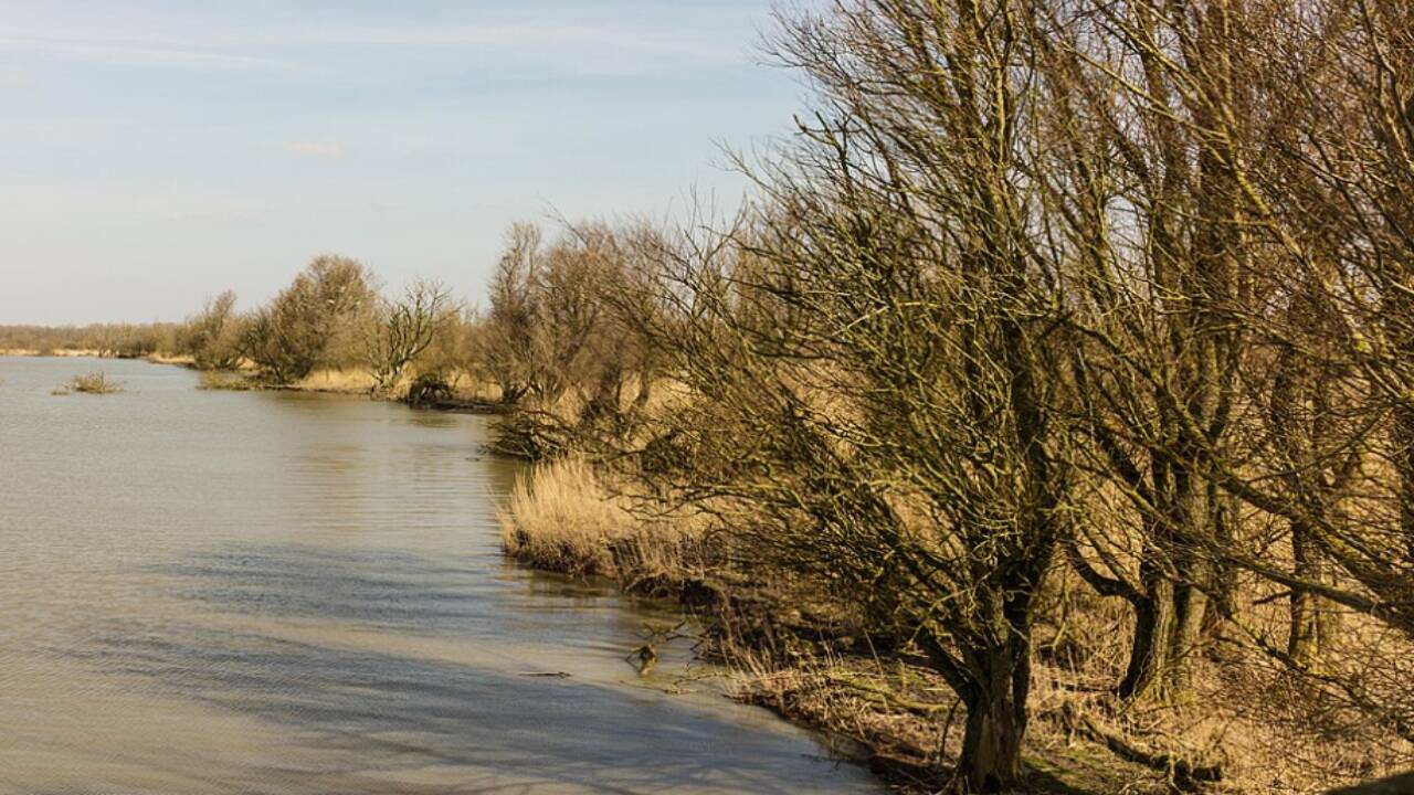 A quiet shoreline lined with willow trees and reeds in the Oostvaardersplassen wetlands of the Netherlands. Credits - WIkimedia Commons image (98)