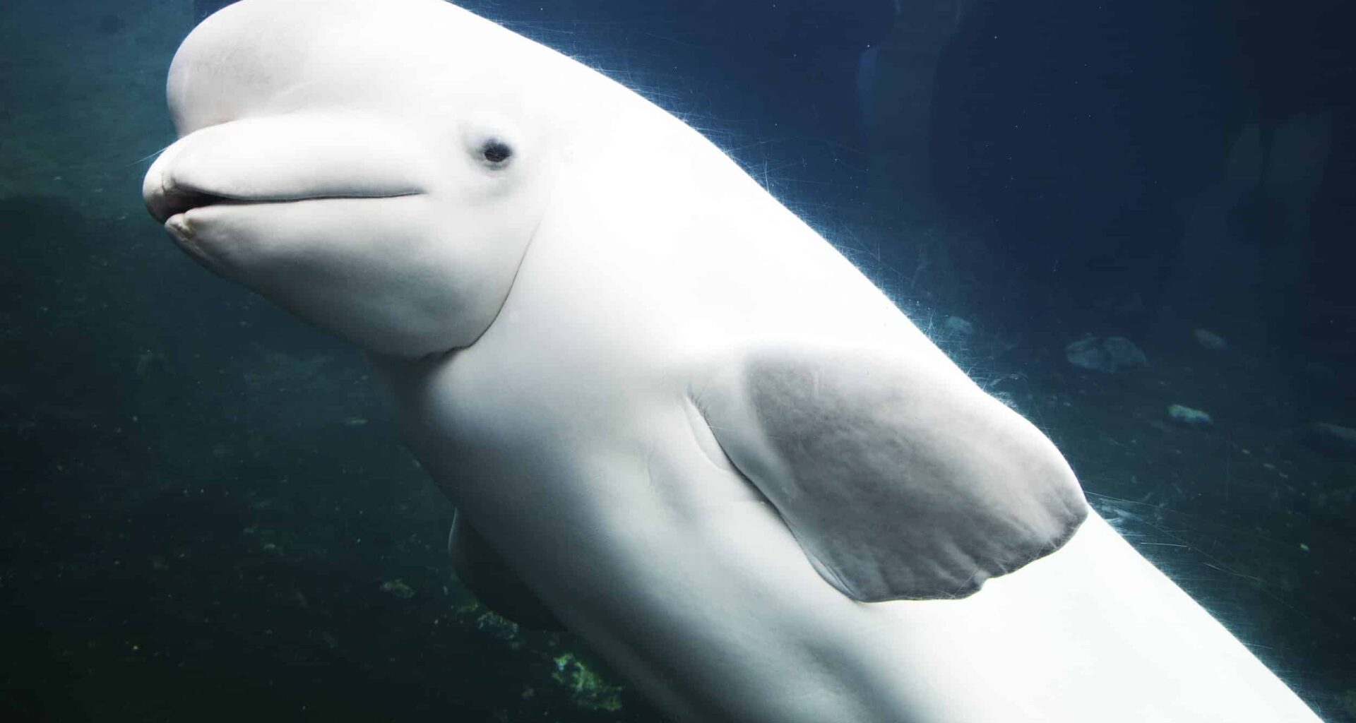 Operation Beluga -- or how a Soviet ice breaker played music to thousands of ice-trapped whales to save them from starving