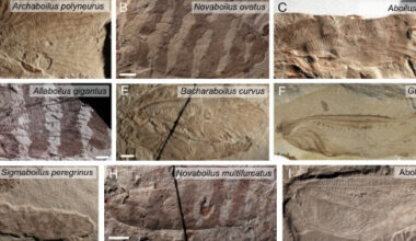 Fossilized wings of the nine ensiferan species analyzed by Gu et al. Image credit: Gu et al., doi: 10.1073/pnas.2615107123.