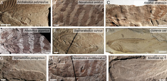 Fossilized wings of the nine ensiferan species analyzed by Gu et al. Image credit: Gu et al., doi: 10.1073/pnas.2615107123.