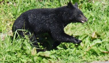 Foreign tourist attacked by bear near Lake Towada in northeastern Japan
