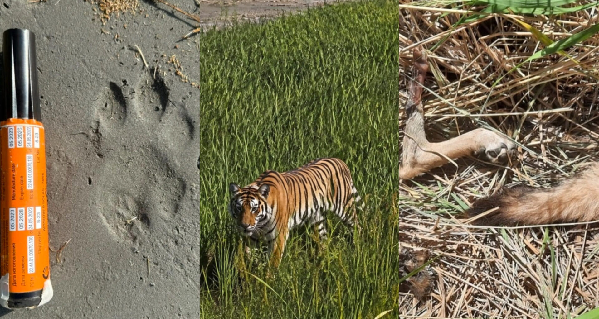 Reintroduced Tiger Shows Early Signs of Successful Adaptation in Kazakhstan