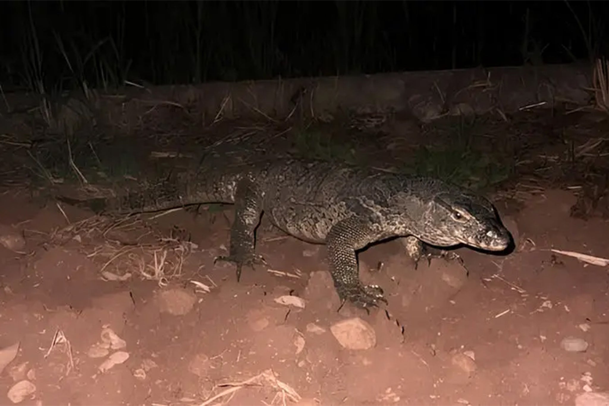 The large reptile was first spotted