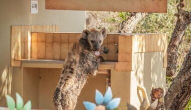 A hyena washes up at the Tshokwane picnic site in the Kruger National Park.