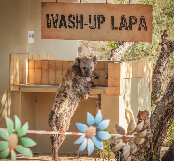 A hyena washes up at the Tshokwane picnic site in the Kruger National Park.
