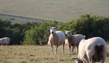 A sheep separated from a flock member for over two years will still recognise that face — and researchers measuring brain activity found the neural circuits held a selective encoding of the individual