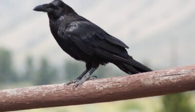 We tend to think complex planning is a primate specialty, but a 2017 study found ravens outplanned chimpanzees, orangutans and bonobos at a trading task.