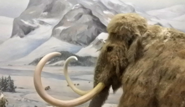 RNA is supposed to fall apart within hours, yet researchers have now read it from a mammoth frozen in Siberian permafrost 39,000 years ago — and the transcripts caught his muscle tissue in the middle of a stress response