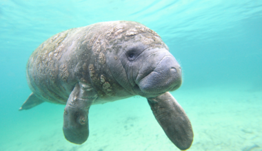 At the Cape Canaveral power plant, a single winter count found 585 manatees packed into its warm-water discharge, because prolonged exposure below 68°F can kill a tropical mammal and a cooling system built to dump waste heat has become the artificial spring it returns to