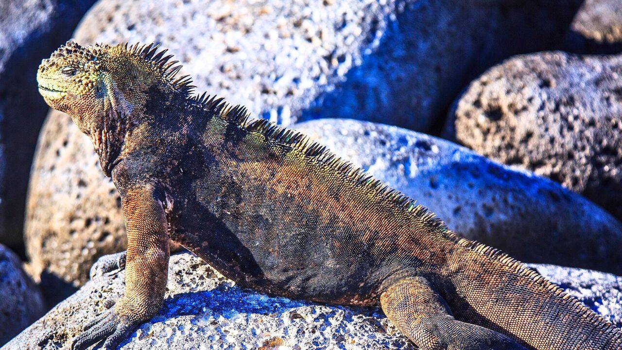 PC: By Murray Foubister Marine iguana facts: How it swims, sneezes salt and stays warm