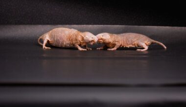 A naked mole-rat queen uses a chemical also found in skincare products to keep every other female infertile — and when scientists removed the queen but kept adding her scent, the colony remained calm and no successor took the throne
