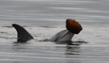 Dolphins Use Seashells to Scoop Up Fish and Eat Them in Rare Hunting Behavior