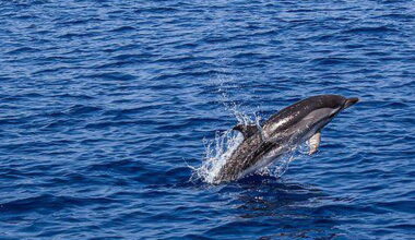 Nine dolphins die at West Kerry beach this week | Radio Kerry News