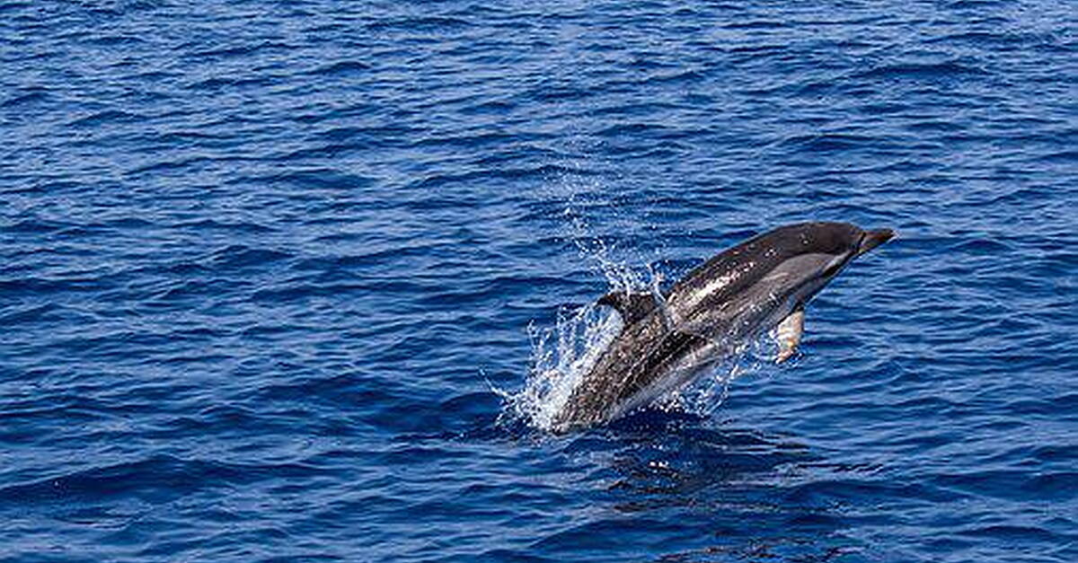 Nine dolphins die at West Kerry beach this week | Radio Kerry News
