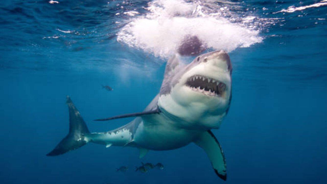 On average, fewer than ten fatal shark attacks occur globally each year. No fear yet<br><br>