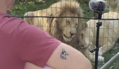 animals, music, music for animals, lions, science, nature