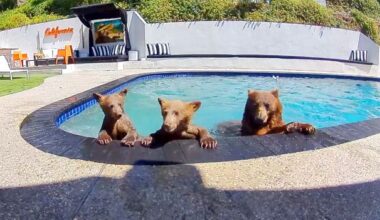 They bought a house in LA. The neighbours are bears - and they won't stay out of the pool - BBC