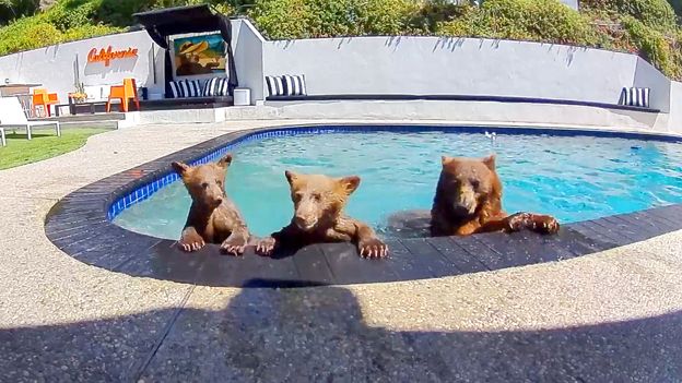 They bought a house in LA. The neighbours are bears - and they won't stay out of the pool - BBC