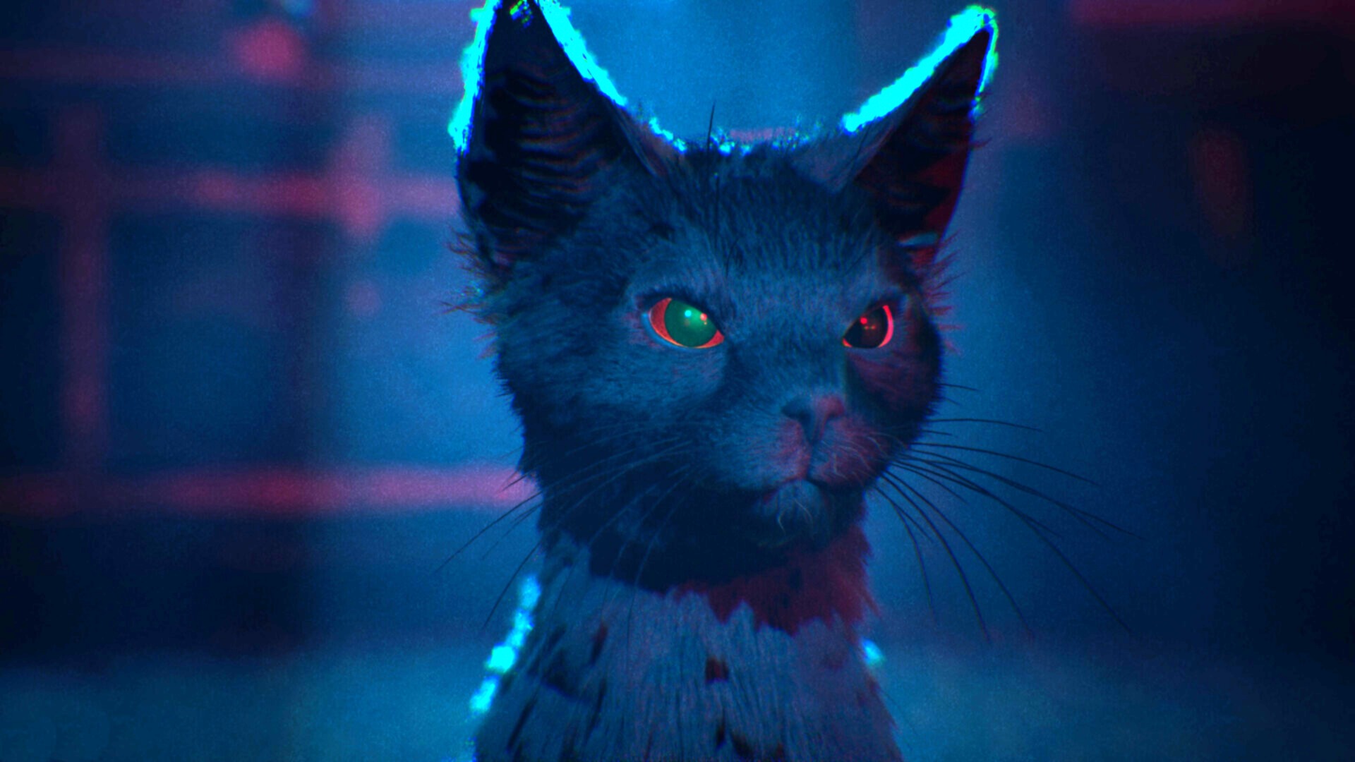 Black cat glares menacingly
