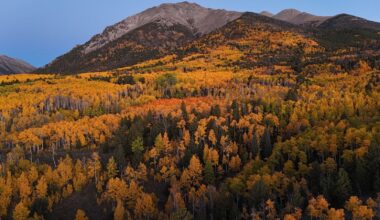 Pando, a single quaking aspen in central Utah, is one organism made of about 47,000 genetically identical trunks sharing a root system that covers 106 acres and weighs roughly 6,000 tons, making it possibly the heaviest living thing on Earth and, at an estimated 14,000 years old, one of the oldest