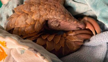 Percival the Temminck's pangolin is fighting for his life after he was rescued from poachers last month.