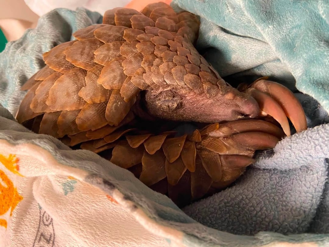 Percival the Temminck's pangolin is fighting for his life after he was rescued from poachers last month.