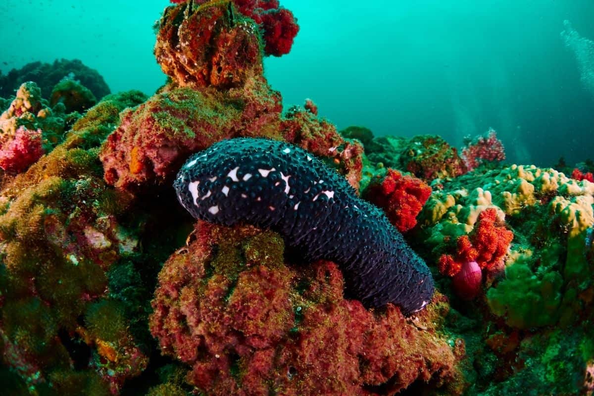 They brought back 48 species from the deep Pacific, and most have no name