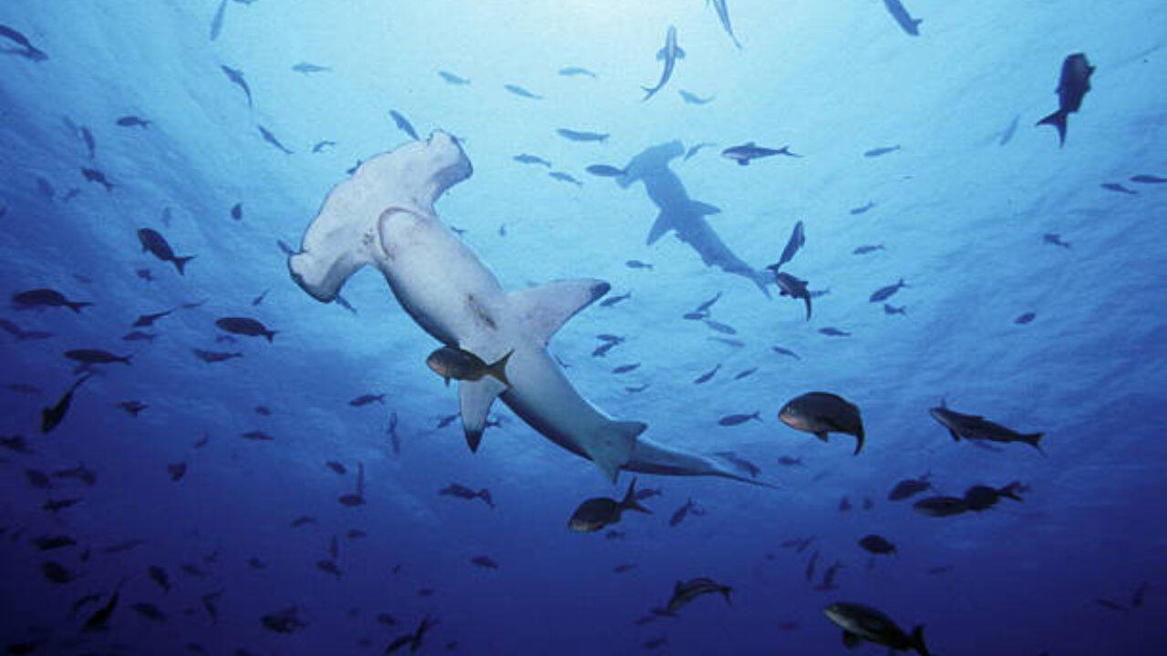 Now, great whites are predicted to push even further north toward Arctic territory, leaving UK waters warm enough for tropical species like hammerheads to take over. Paving the way for another<br><br>