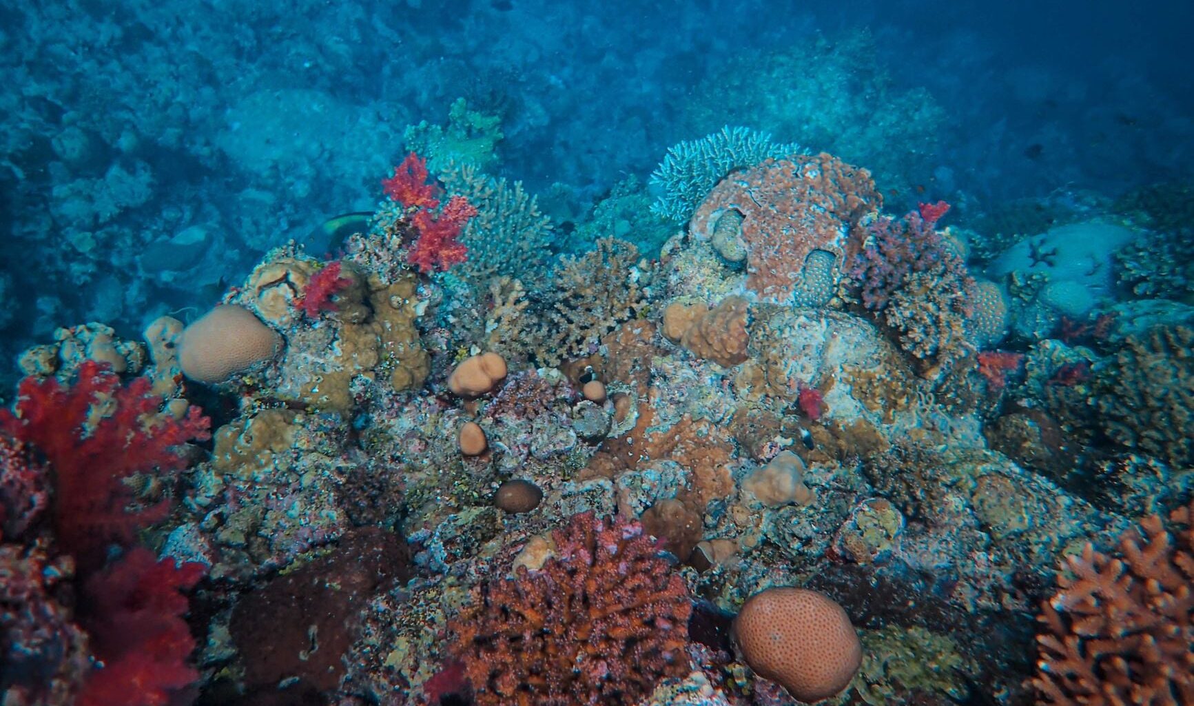 About 252 million years ago, Siberian volcanoes heated Earth's oceans until much of marine life effectively suffocated — and scientists have now confirmed the same deadly combination of warming and oxygen loss is developing again today.