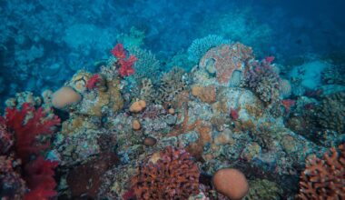 About 252 million years ago, Siberian volcanoes heated Earth's oceans until much of marine life effectively suffocated — and scientists have now confirmed the same deadly combination of warming and oxygen loss is developing again today.