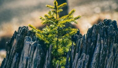 Healing from Trauma is Natural