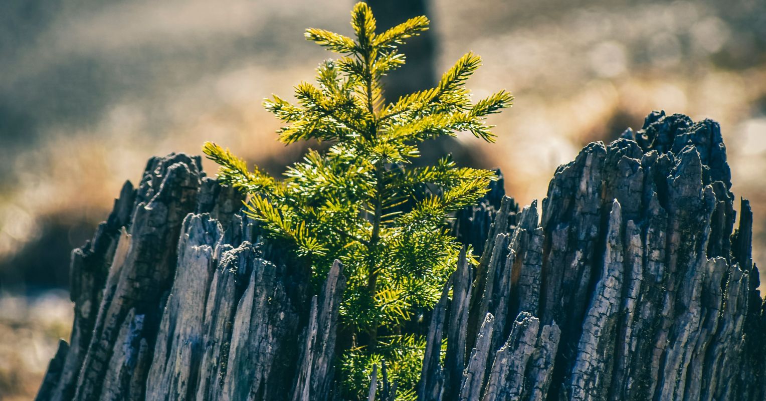 Healing from Trauma is Natural
