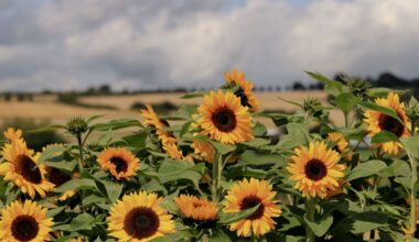 August Theory and Midlife Anxiety