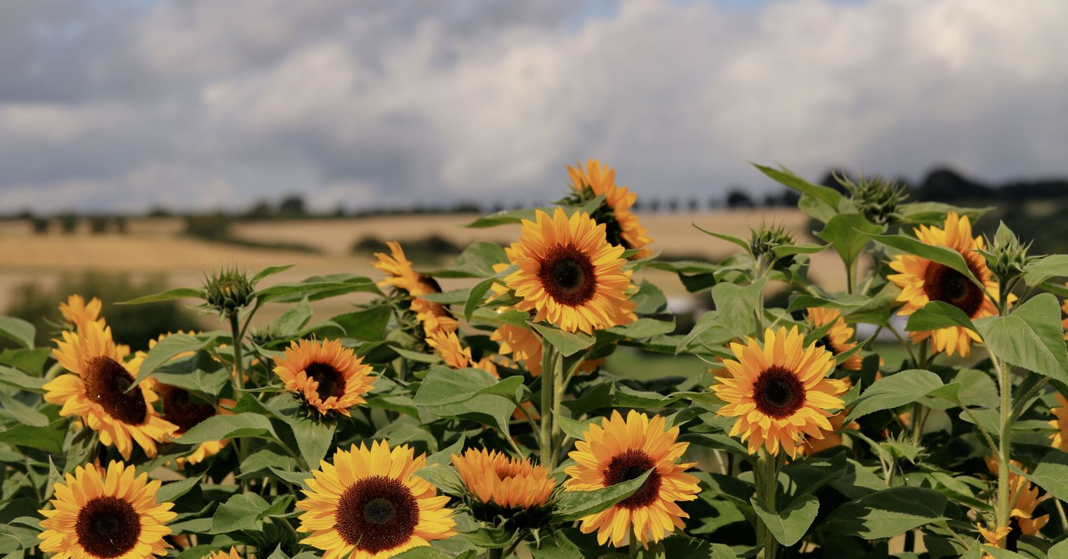 August Theory and Midlife Anxiety