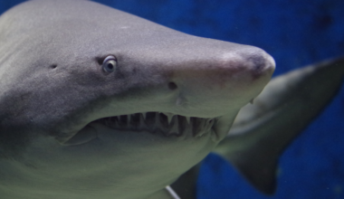 A pop-up tag on a pregnant porbeagle shark kept reporting for four days after it stopped moving like a shark — rising and falling through the water at a constant 22°C, five degrees warmer than the sea, from inside whatever had swallowed it