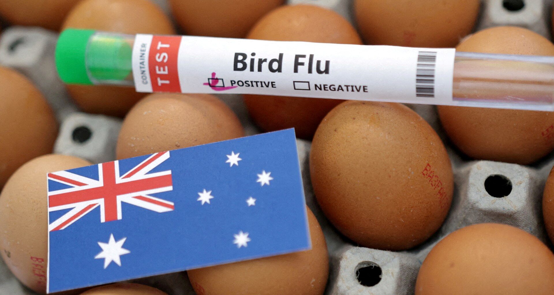 Australia warns H5N1 likely to spread after first mass mortality episode | Health News