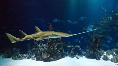 Critically endangered sawfish are still killed for teeth carved into cockfighting spurs; one rostrum can produce products worth roughly $8,000