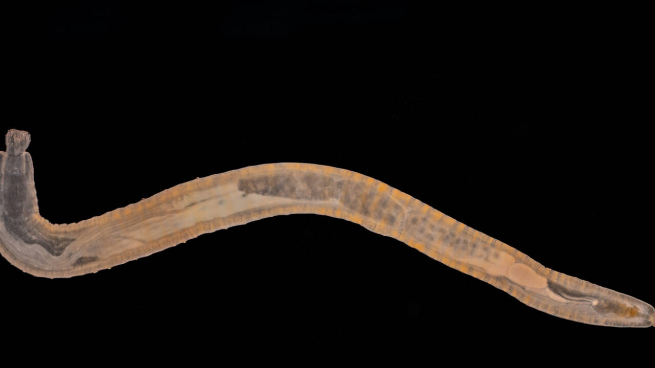 Scientists found an enzyme in a worm that can break down PHAs into smaller molecules that animals can utilize. Scientists found an enzyme in a worm that can break down PHAs into smaller molecules that animals can utilize.