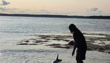 15-year-old helps rescue stranded shark at Maces Bay – CHCO TV26