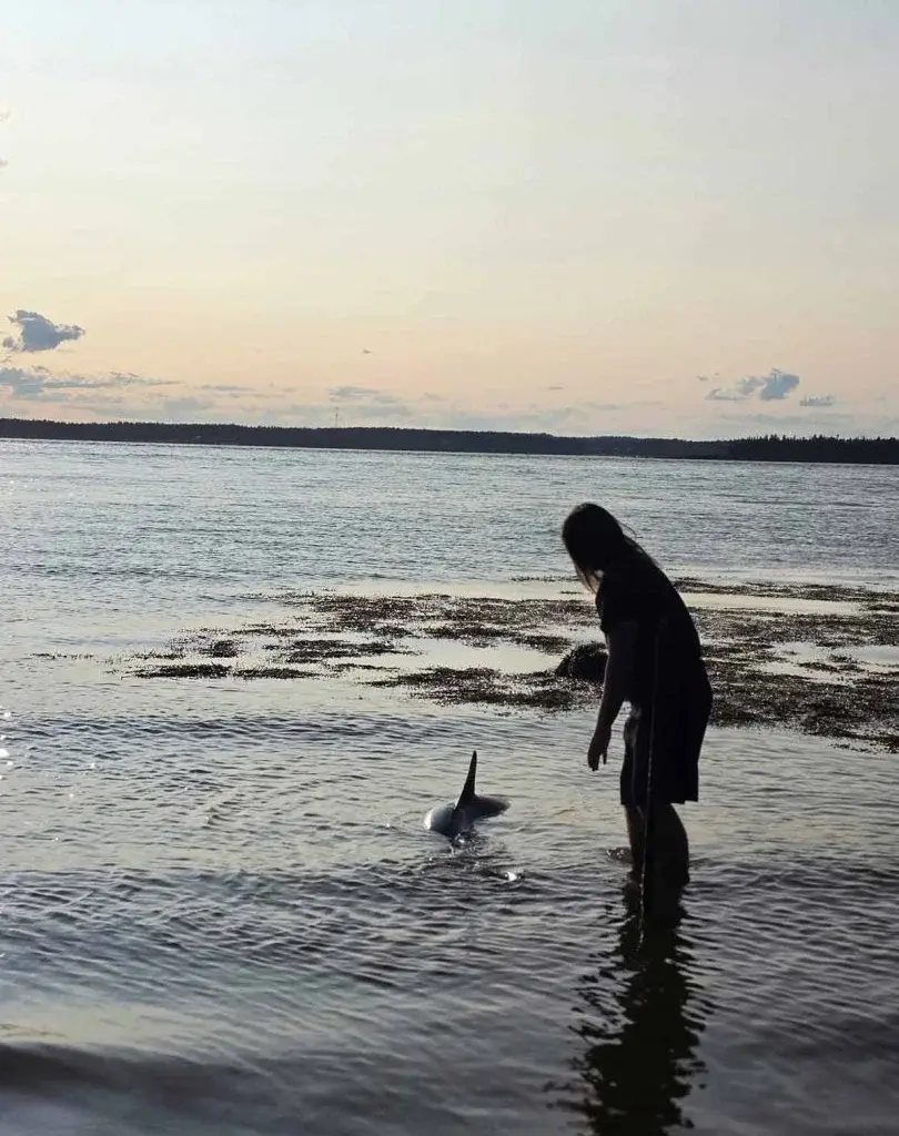 15-year-old helps rescue stranded shark at Maces Bay – CHCO TV26