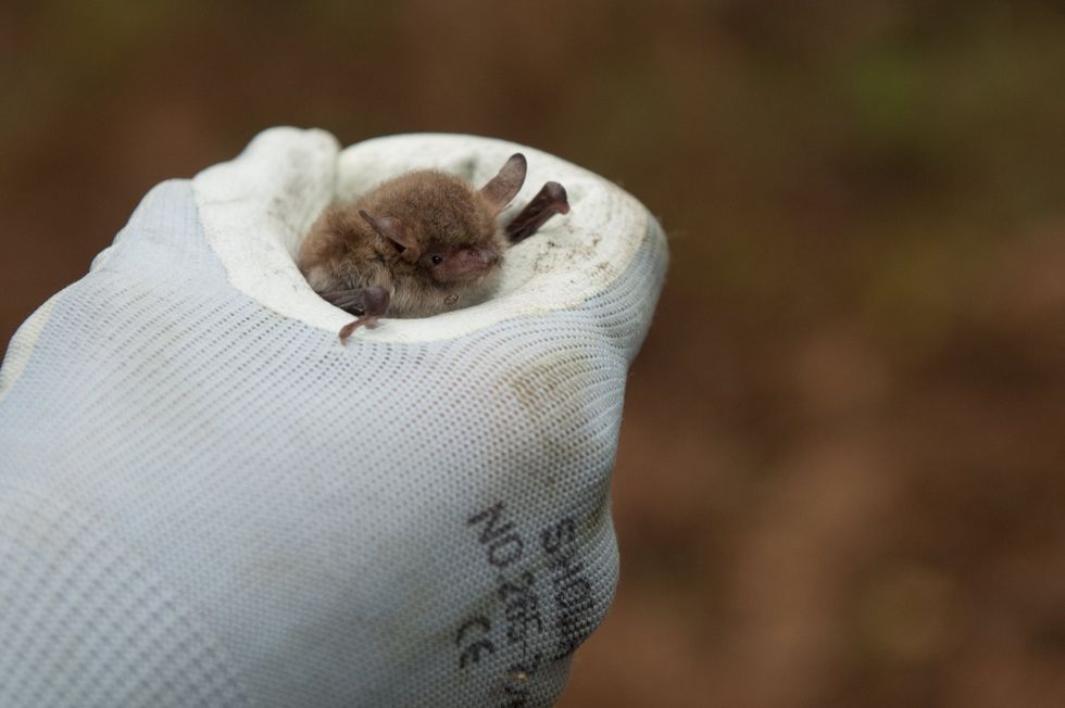 Small bat in a glove