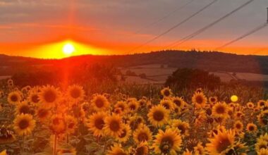 Sunflower farm to host special solar eclipse evening near Cardiff