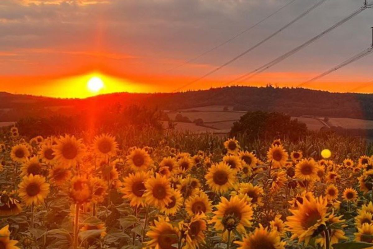 Sunflower farm to host special solar eclipse evening near Cardiff