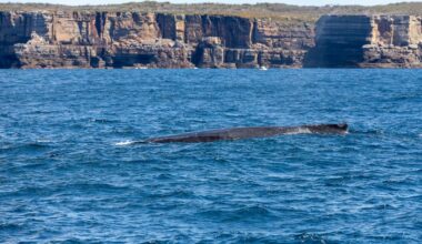 The blue whale's heart weighs about 400 pounds, beats as slowly as twice per minute when the animal is deep-diving, and pushes blood through an aorta about nine inches across, wide enough to fit a human head but not the crawling child of the popular legend