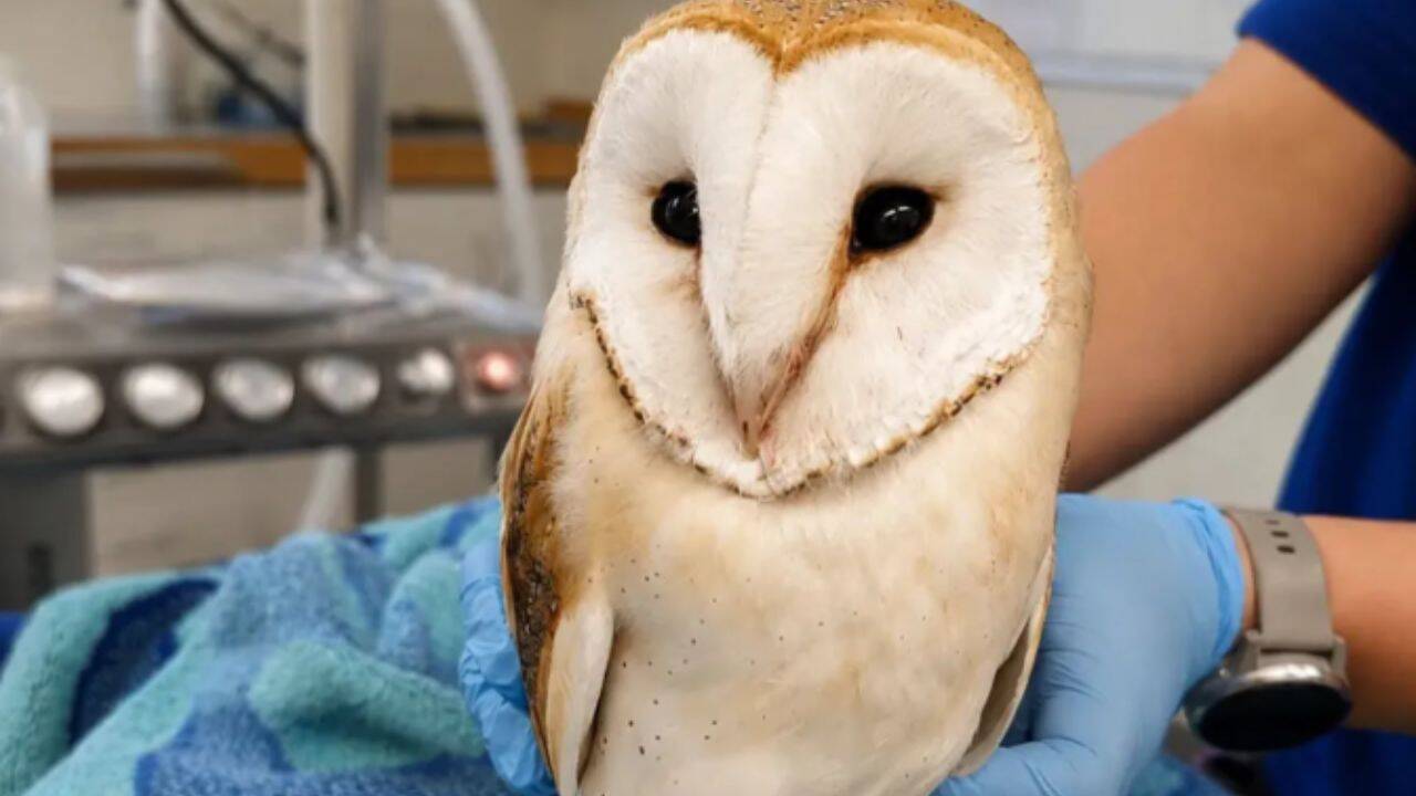 The rescued owl receiving care at RSPCA East Winch Wildlife Centre. The owl receiving care at Wildlife Centre