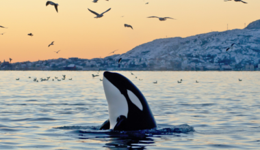 In 2018 a female orca off the coast of Washington gave birth to a calf that died within half an hour, and rather than let the body sink she carried it with her, pushing it through the water on her head for 17 days and more than a thousand miles before finally letting go, and in 2025 the same whale did it all over again with another dead calf.