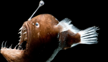A creature that spends its entire life in crushing darkness a kilometre beneath the waves appeared, alive, at the sunlit surface off Tenerife in 2025, and marine biologists are still debating what dragged it up from a world it was never meant to leave.